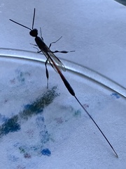 Gasteruption jaculator