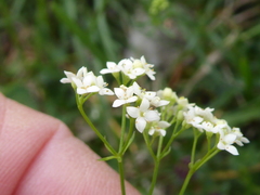 Galium pumilum