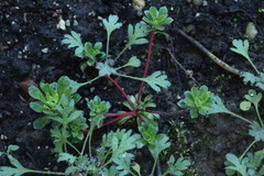 Androsace sempervivoides