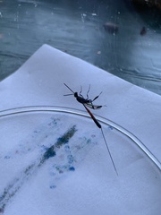 Gasteruption jaculator