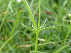 Galium pumilum