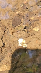 Faxonius erichsonianus