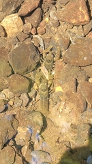 Faxonius erichsonianus