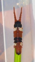 Pentidotea montereyensis