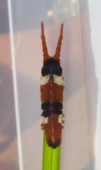 Pentidotea montereyensis