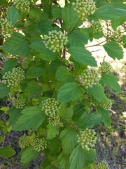 Physocarpus opulifolius