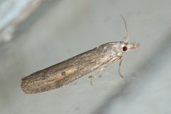 Lamoria