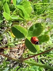 Coccinella septempunctata