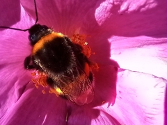 Bombus