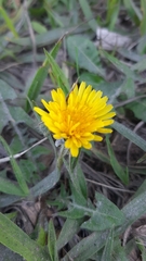 Taraxacum officinale