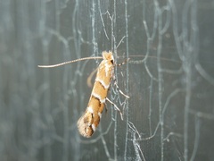 Cameraria ohridella