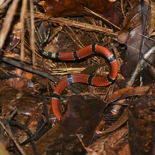 Transandean Capuchin Coralsnake