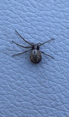 Philodromus