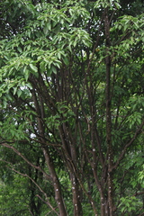Dendropanax dentiger