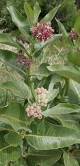 Asclepias speciosa