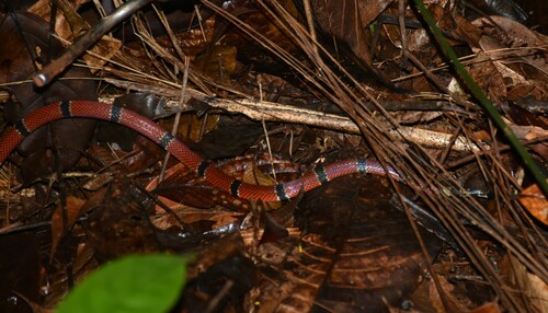 Transandean Capuchin Coralsnake