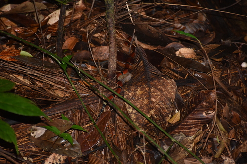 Transandean Capuchin Coralsnake