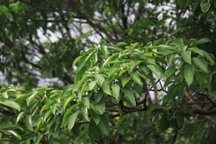 Dendropanax dentiger