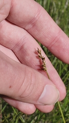 Carex vallicola