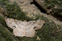 Calletaera basipuncta