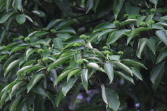 Dendropanax dentiger