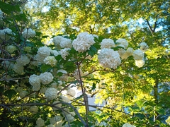 Viburnum opulus
