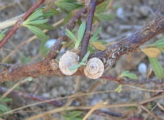 Xerocrassa davidiana