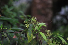 Rauvolfia verticillata