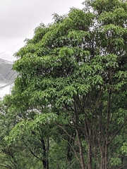 Dendropanax dentiger