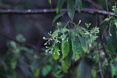 Rauvolfia verticillata