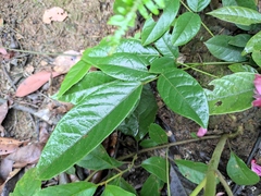Callerya dielsiana