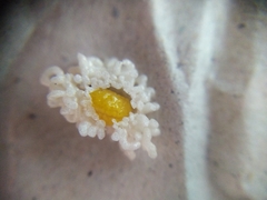 Plectonycha variegata