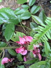 Callerya dielsiana