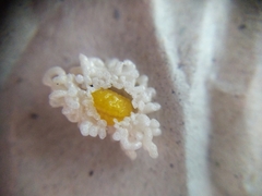 Plectonycha variegata