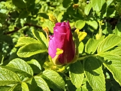 Rosa rugosa