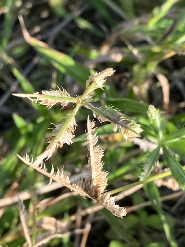 Dactyloctenium ctenoides, 2022-06-18