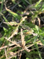 Dactyloctenium ctenoides