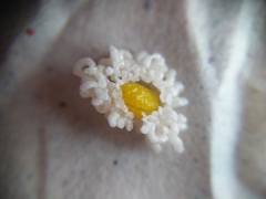 Plectonycha variegata