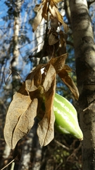 Trochomeriopsis diversifolia image