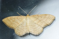 Idaea rufaria