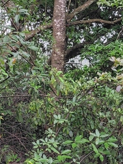 Rauvolfia verticillata