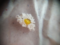 Plectonycha variegata