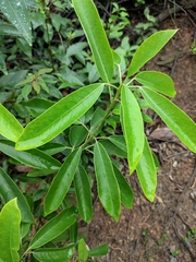 Daphniphyllum oldhami