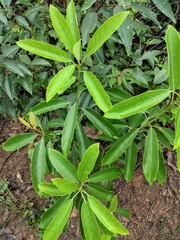 Daphniphyllum oldhami
