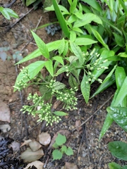 Tarenna mollissima