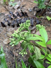Tarenna mollissima