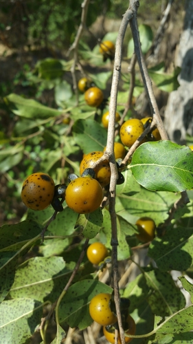 Diospyros sakalavarum