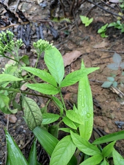 Tarenna mollissima