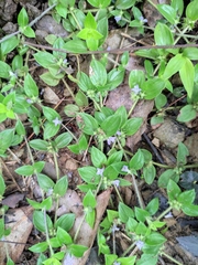 Exallage chrysotricha