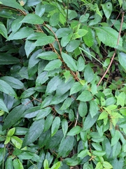 Actinidia lanceolata